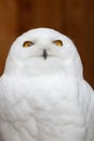 Funny Snowy owl Bubo scandiacus portrait