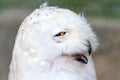 Funny snowy owl