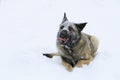 Funny snowy shepherd