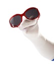 Funny sock puppet wearing sunglasses Royalty Free Stock Photo