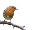 funny songbird Robin sitting on a branch Royalty Free Stock Photo