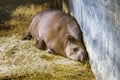 Funny South American tapir.