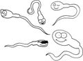 Funny spermatozoids