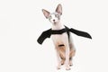 Funny sphynx cat celebrating halloween or carnival in scary costume and black bat on white background