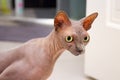 Funny sphynx cat craned his neck at home. Hairless breed cat, cute lovely pet. Selective focus