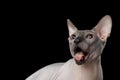 Funny Sphynx Cat on isolated black background