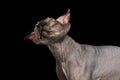 Funny Sphynx Cat on isolated black background Royalty Free Stock Photo
