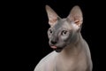 Funny Sphynx Cat on isolated black background Royalty Free Stock Photo