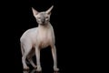 Funny Sphynx Cat on isolated black background Royalty Free Stock Photo