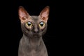 Funny Sphynx Cat on isolated black background