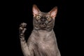 Funny Sphynx Cat on isolated black background