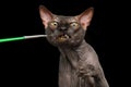 Funny Sphynx Cat on isolated black background Royalty Free Stock Photo