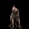 Funny Sphynx Cat on isolated black background