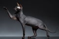 Funny Sphynx Cat Stands and Raising up paw on Black