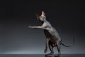 Funny Sphynx Cat Stands and Raising up paw on Black