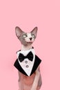 Funny sphynx cat sticking tongue out and wearing a tuxedo. Isolated on pink background. Celebrating mother`s day, valentine`s da