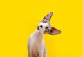Funny sphynx cat tilting head side. Curiosity concept. Isolated on yellow background