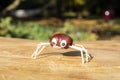 Funny spider shape character or figurine made with chestnuts on a wooden background in a sunny day Royalty Free Stock Photo