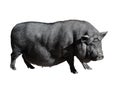 Funny spotted black vietnamese pig isolated on white. Pot-bellied young female pig full length isolated on white background. Farm Royalty Free Stock Photo