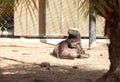 Funny spread legged Honey badger Mellivora capensis