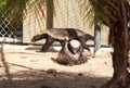 Funny spread legged Honey badger Mellivora capensis