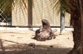 Funny spread legged Honey badger Mellivora capensis Royalty Free Stock Photo