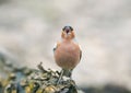 Funny spring bird Chaffinch in the Park on a tree and sings