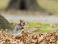 Funny Squirrel Royalty Free Stock Photo