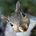 Funny Squirrel Royalty Free Stock Photo