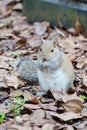 Funny squirrel Royalty Free Stock Photo