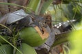 Funny squirrel hanging on a coconut tree Royalty Free Stock Photo