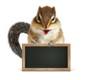 Funny squirrel hold blank blackboard on white