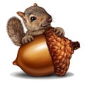 Funny Squirrel holding a Giant Acorn Royalty Free Stock Photo