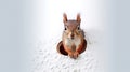 Funny squirrel peeks out of hole in snow Royalty Free Stock Photo