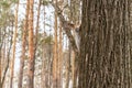 A funny squirrel runs up a tree deftly clinging to its paws. Royalty Free Stock Photo