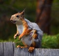 Funny squirrel sits on the fence