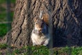 Funny squirrel in St. James`s park in London