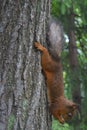 funny squirrel upside down on a tree