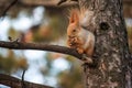 The funny squirrel was sitting on the tree with nut and eating