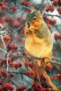 Funny Squirrel