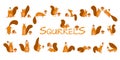 Funny squirrels with nut, collection for your design