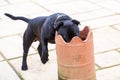 Funny staffordshire bull terrier with head in plant pot