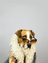 Funny staffordshire terrier dog in sunglasses and hippy coat