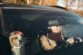 Funny staffordshire terrier wearing funny winter hat sits next to a woman driving the car.