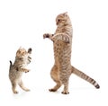 Funny standing kitten and cat Royalty Free Stock Photo