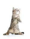 Funny standing playful kitten isolated on white Royalty Free Stock Photo