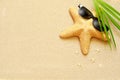 Funny starfish on the summer beach with sand Royalty Free Stock Photo