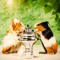 Funny still life with couple of guinea pigs Royalty Free Stock Photo