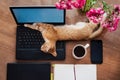 Lazy working at home - funny cat sleeping on work desk