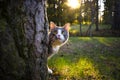 Funny striped cat with green playful eyes hiding behind the tree in forest Royalty Free Stock Photo